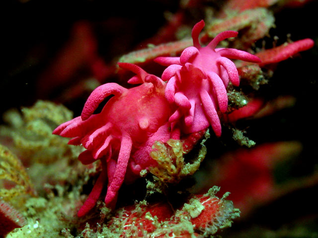 Okenia hallucigenia